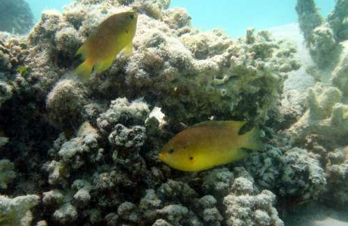 Damsel fish’s secret communication channel reliant on reef experience