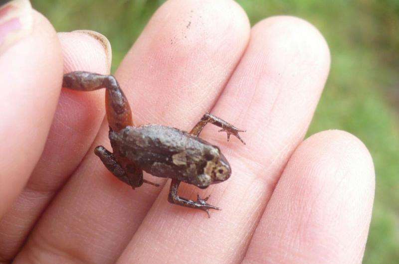 Dark and marked: Strikingly colored new fleshbelly frog from the Andean cloud forest