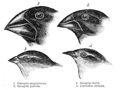 Darwin’s finches highlight the unity of all life