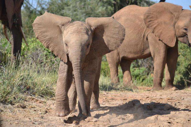 Despite poaching, elephants' social networks hold steady