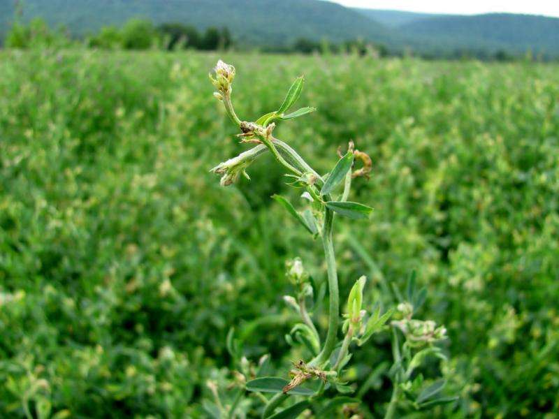 Dicamba drift affects non-target plants and pollinators
