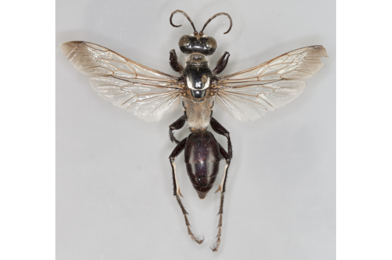 Diggers from down under: 11 new wasp species discovered in Australia
