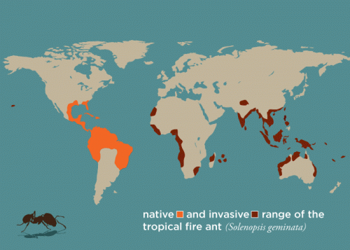 Discovery: Tropical fire ants traveled the world on 16th century ships