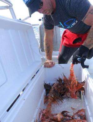 Diver Eric Billips holds up a lionfish caught during a hunting derby in the waters off Islamorada, Florida