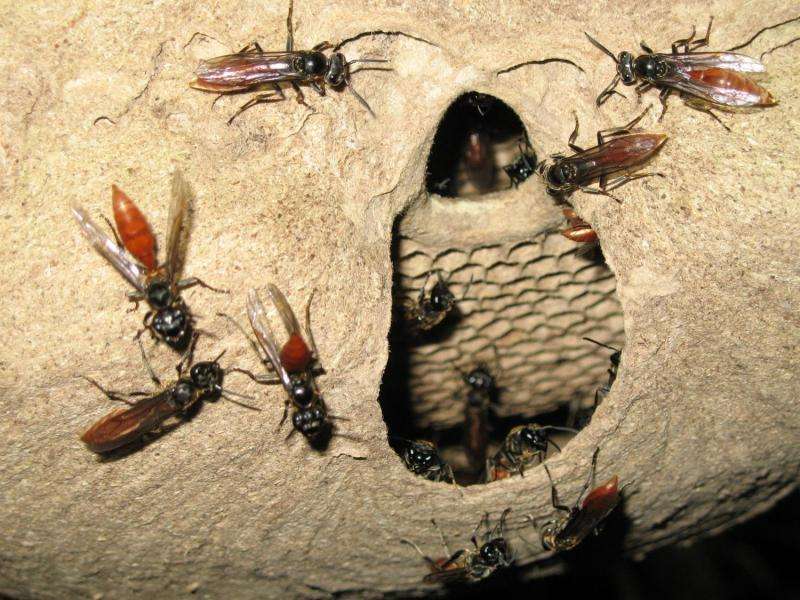 Do insect societies share brain power?