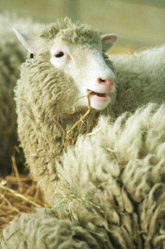 Dolly the sheep was the first mammal to have been successfully cloned from an adult cell, in Scotland in 1996