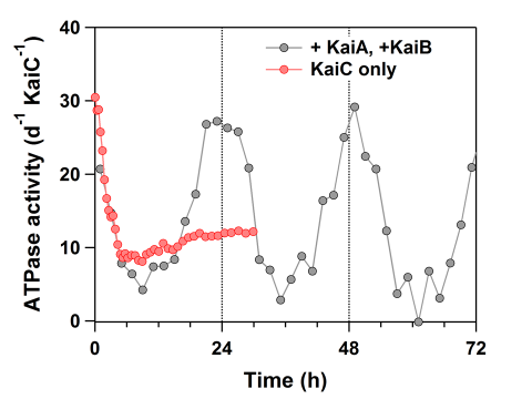 Earth's daily rotation period encoded in an atomic-level protein structure