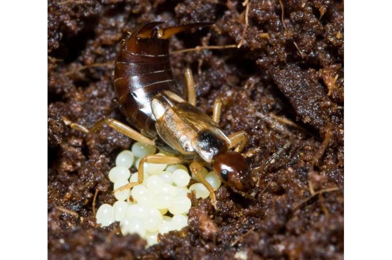 Earwigs raised without parents demonstrate limited maternal care of their own offspring