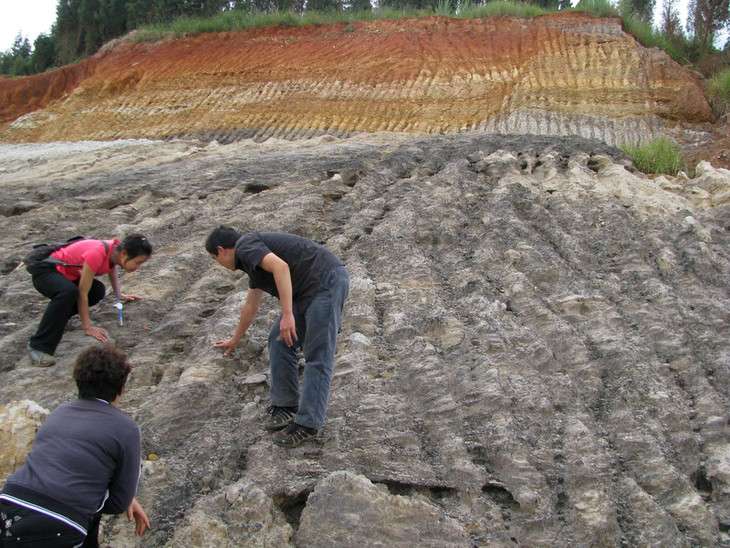 Eat a paleo peach—first fossil peaches discovered in southwest China