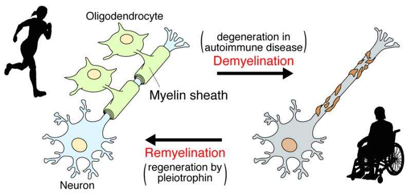 Elucidation of the molecular mechanisms involved in remyelination