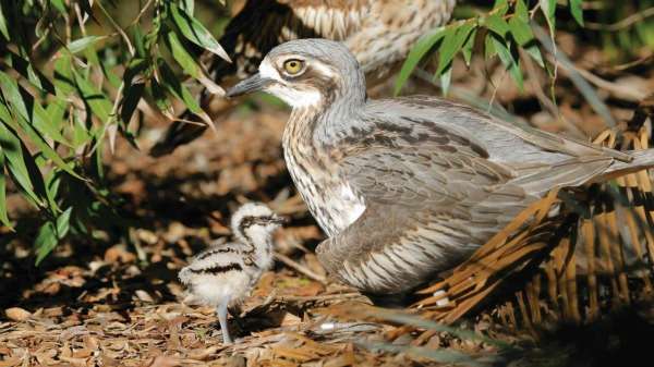 Elusive curlews come a-calling