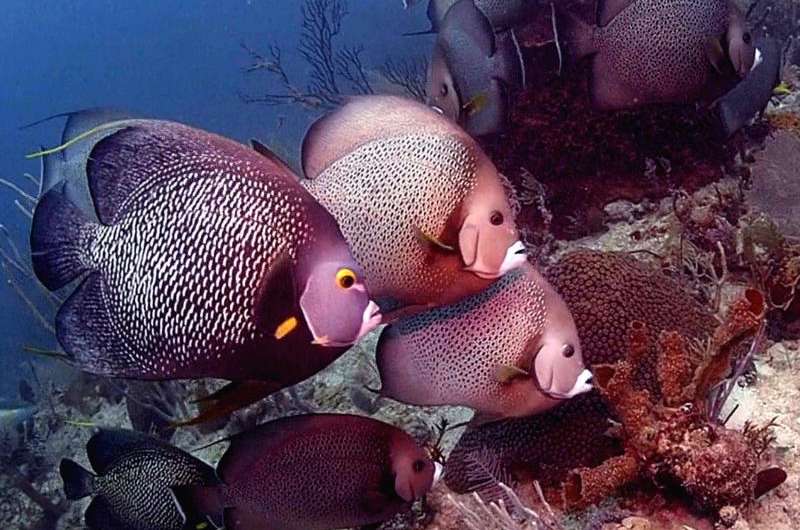Endangered corals smothered by sponges on overfished Caribbean reefs