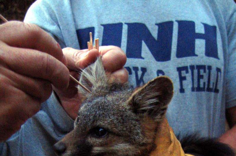 Endangered foxes on Catalina Island get promising treatment to reduce ear tumors