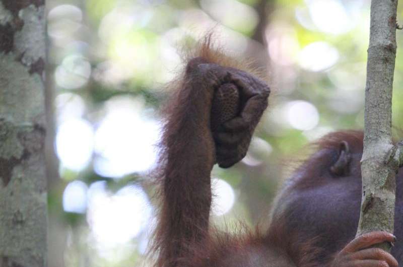 Endangered orangutans face a new threat