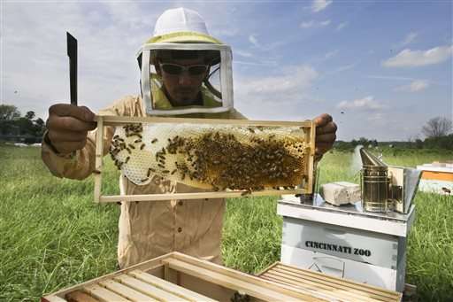 EPA plans temporary pesticide restrictions while bees feed