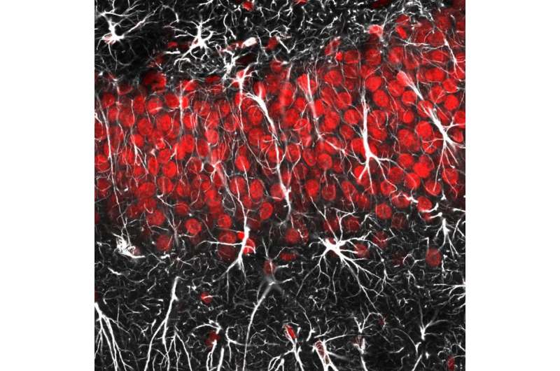 Every bite you take, every move you make, astrocytes will be watching you