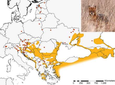 Expansion of golden jackal across Europe creates tricky legal issues