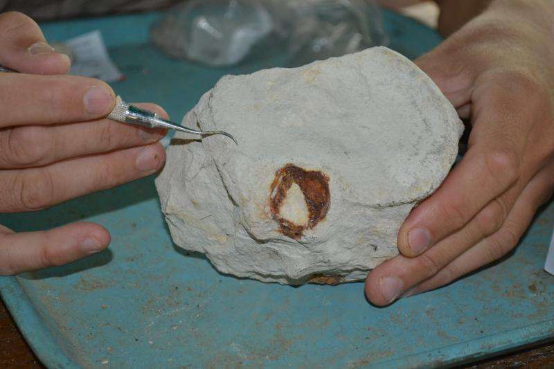 Expedition turns up more fossilized animal remains