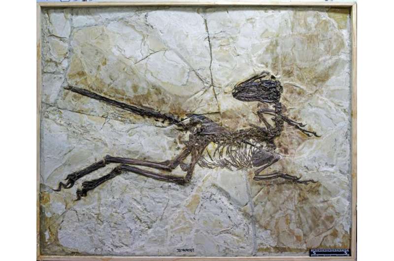 Feathered cousin of 'Jurassic Park' star unearthed in China