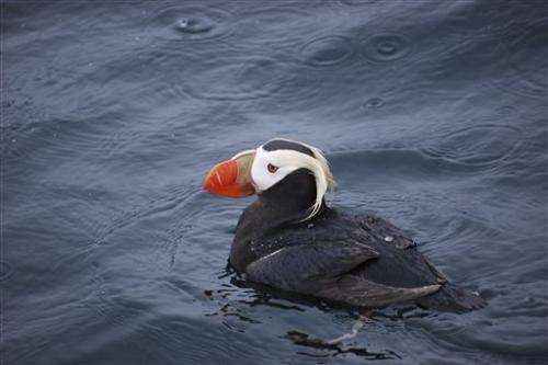 Feds document seabird loss in North Pacific waters