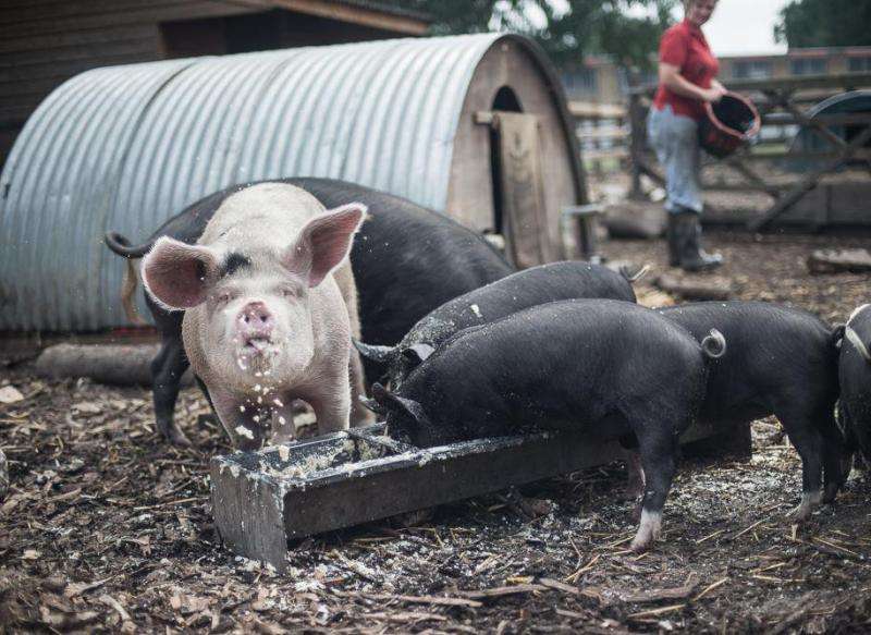 Feeding food waste to pigs could save vast swathes of threatened forest and savannah