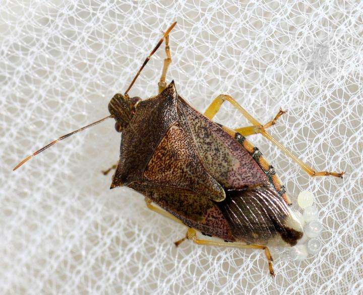 Female stink bugs 'select' the color of their eggs