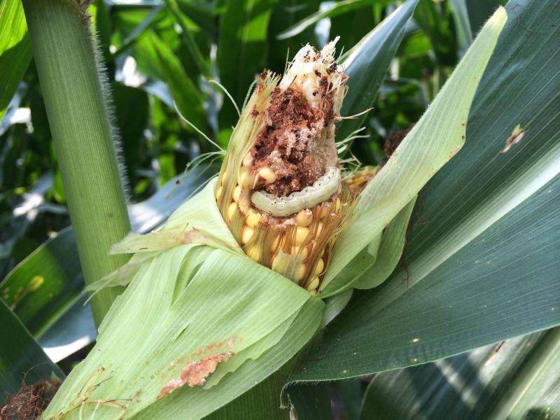 Field study shows how a GM crop can have diminishing success at fighting off insect pest