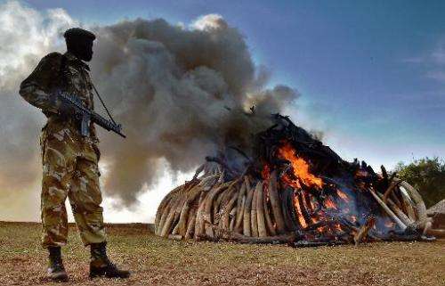 File photo shows a Kenya Wildlife Services (KWS) officer standing near a burning pile of 15 tonnes of elephant ivory seized in k