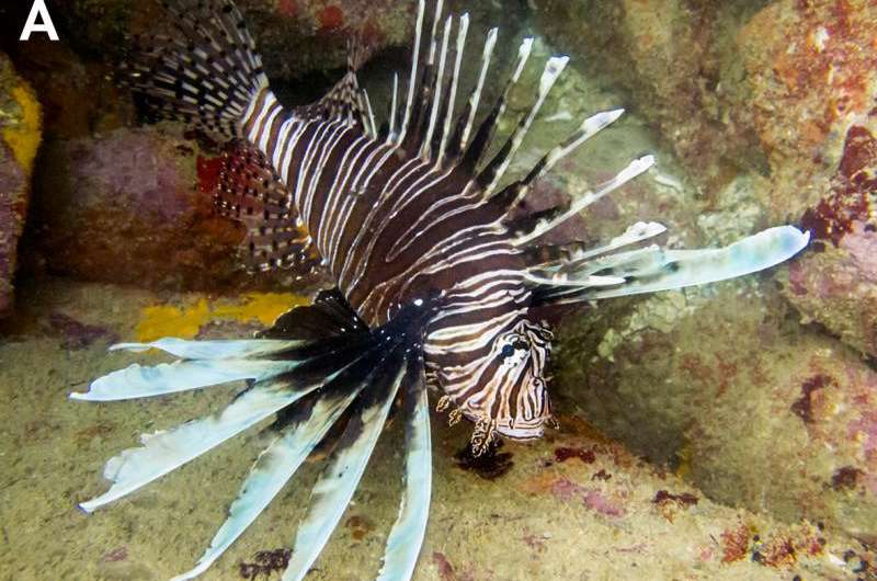 First invasive lionfish discovered in Brazil