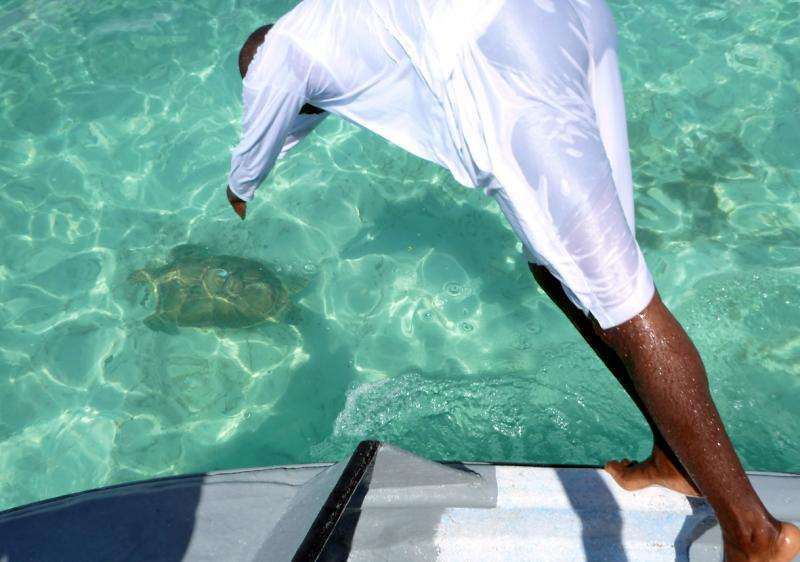 Fishermen discards could increase prevalence of turtle disease in Turks and Caicos