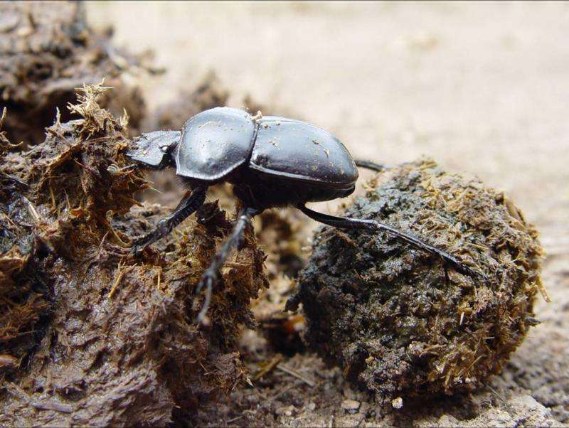 Five things dung beetles do with a piece of poo