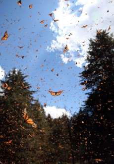 For monarch butterflies, loss of migration means more disease