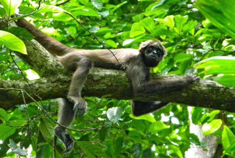 For spider monkeys, social grooming comes with a cost