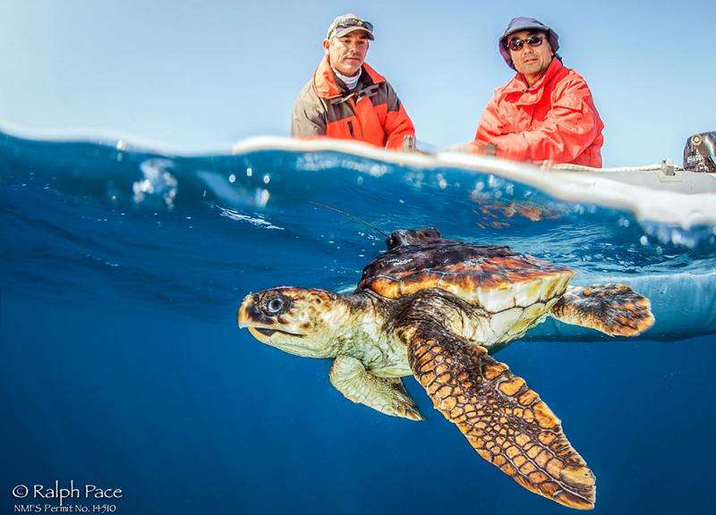 For the first time, scientists tag a loggerhead sea turtle off US West Coast