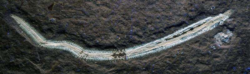 Fossil fireworm species named after rock musician