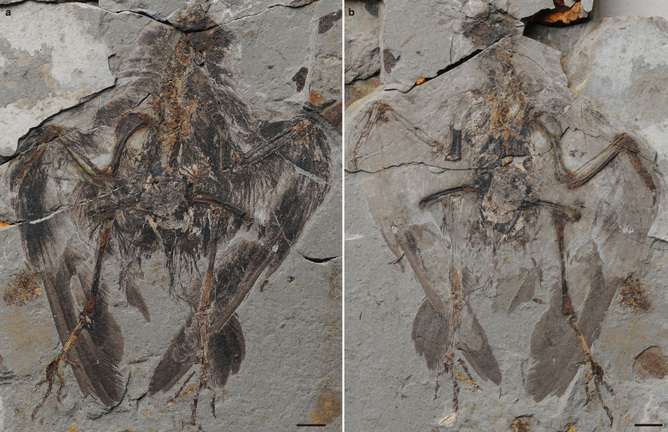 Fossil of world's earliest modern bird could help us understand the extinction of dinosaurs