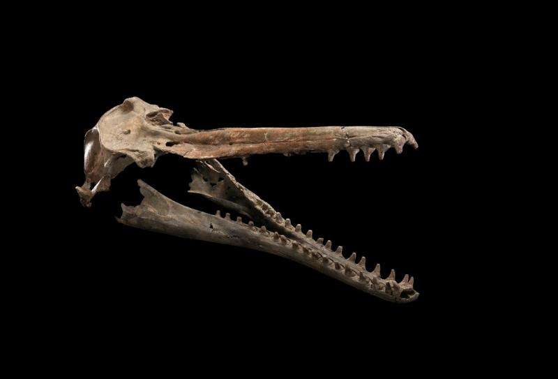 Fossil specimen reveals a new species of ancient river dolphin to Smithsonian scientists