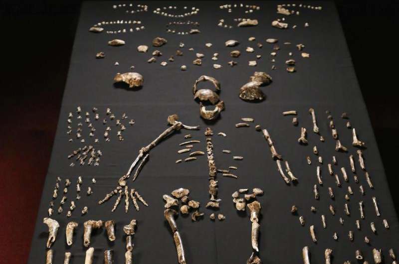 Fossil trove adds a new limb to human family tree