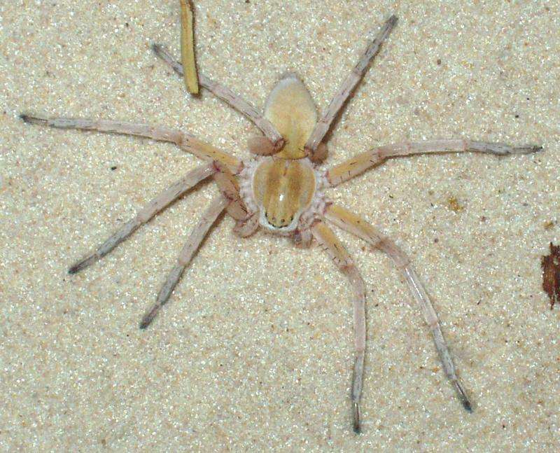 Four new species of huntsman spiders have been discovered in southern Africa