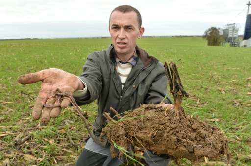 French farmer Nicolas Denieul holds earthworms, the sign of a healthy soil, in one of his fields in Piace, northwestern France