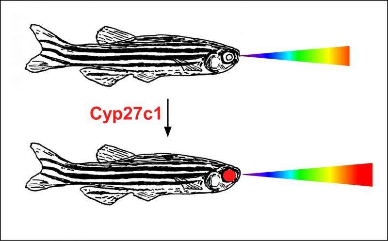 Freshwater fish, amphibians supercharge their ability to see infrared light?