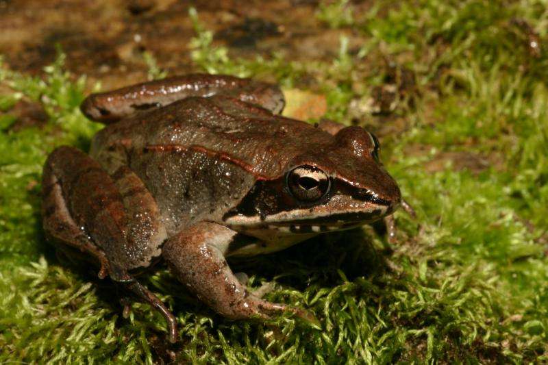 Frogs exposed to road salt appear to benefit then suffer