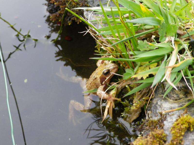 Frogs face virus risk in garden ponds
