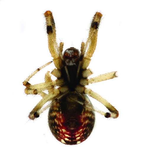 From Darwin to moramora ('take it easy'): Ten new subsocial spider species from Madagascar