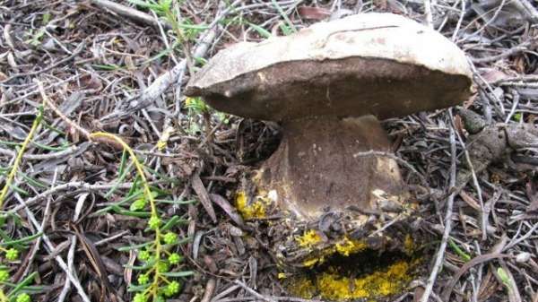 Fungi aids plants in scavenging nutrients from ancient soils