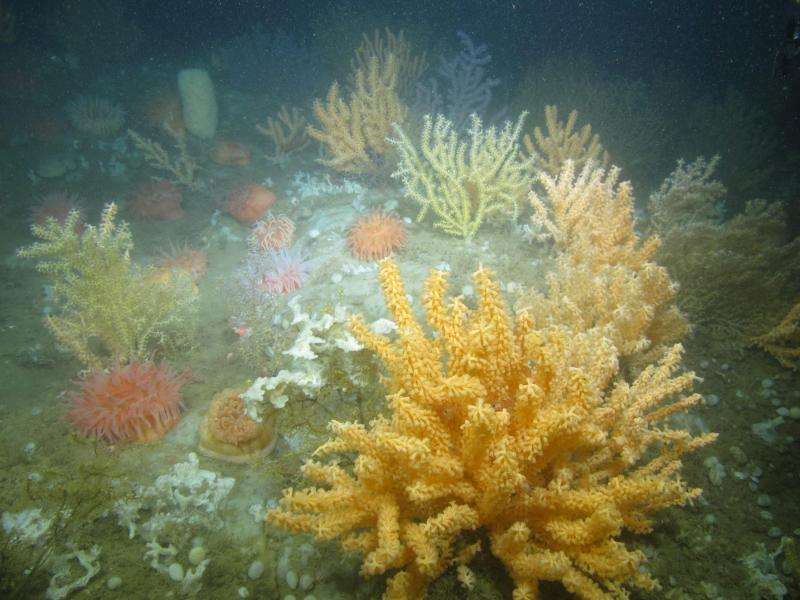 Gardens of coral discovered in Gulf of Maine