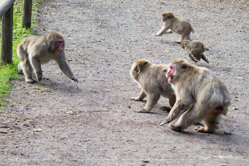Gene controls stress hormone production in macaques