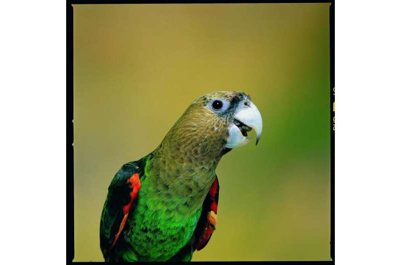 Genetic analysis supports elevating Cape Parrot to new species