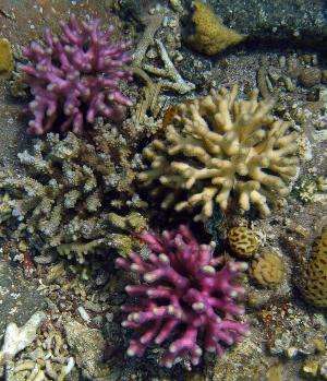 Genetic basis of color diversity in coral reefs discovered