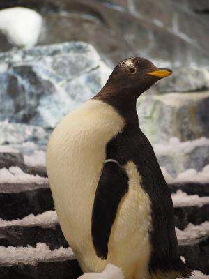 Genetic evidence shows penguins have 'bad taste'